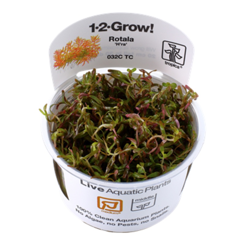 Tropica Rotala rotundifolia 'H'ra' 032C TC