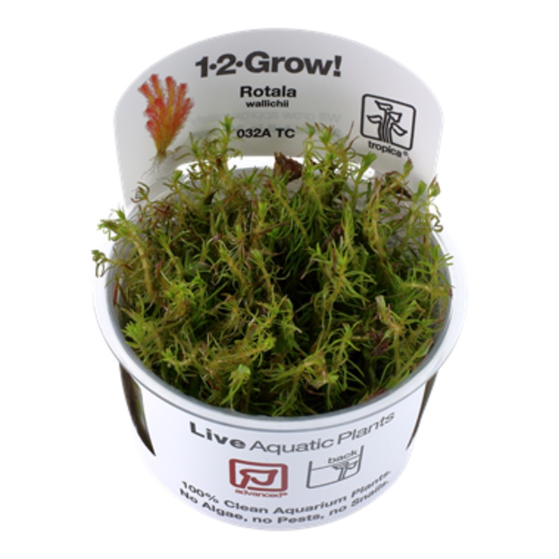 Tropica Rotala wallichii 032A TC