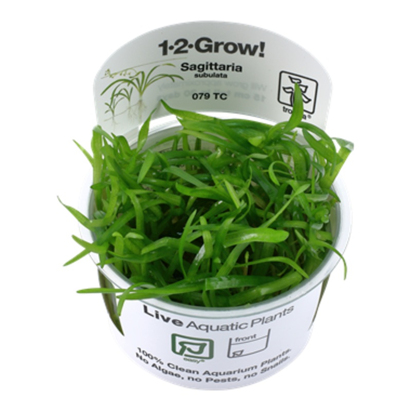 Tropica Sagittaria subulata 079 TC