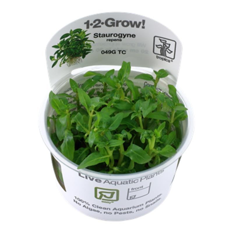 Tropica Staurogyne repens 049G TC