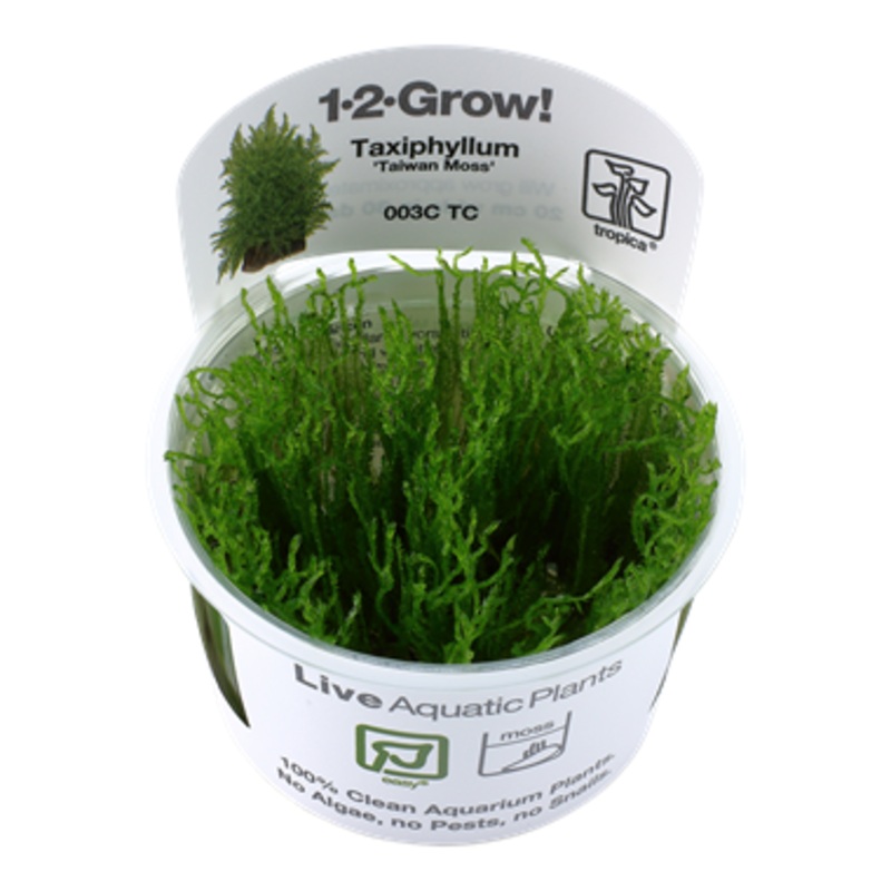 Tropica Taxiphyllum alternans 'Taiwan' 003C TC