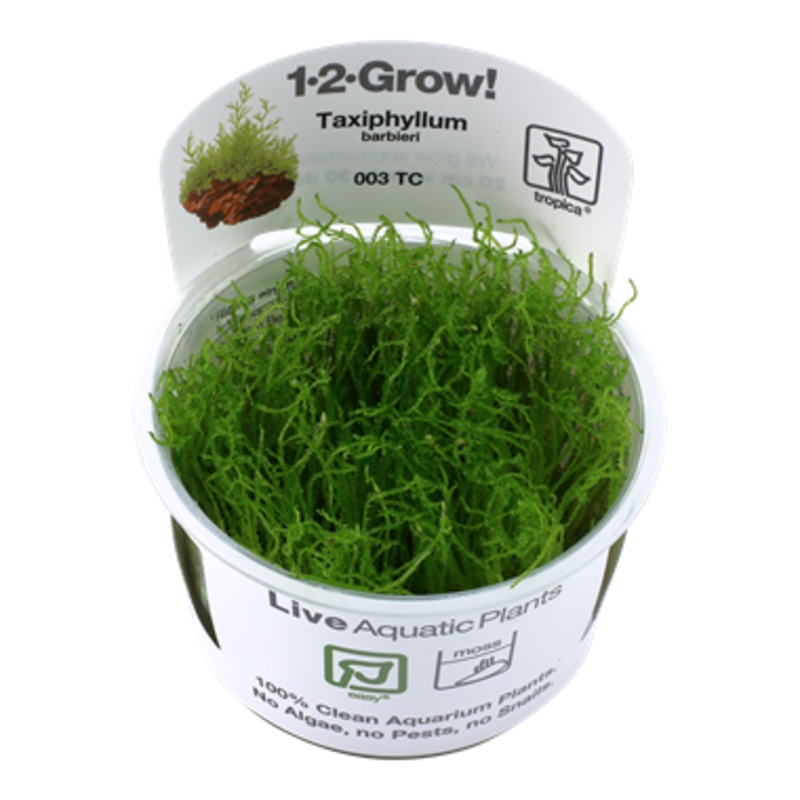 Tropica Taxiphyllum barbieri 003 TC