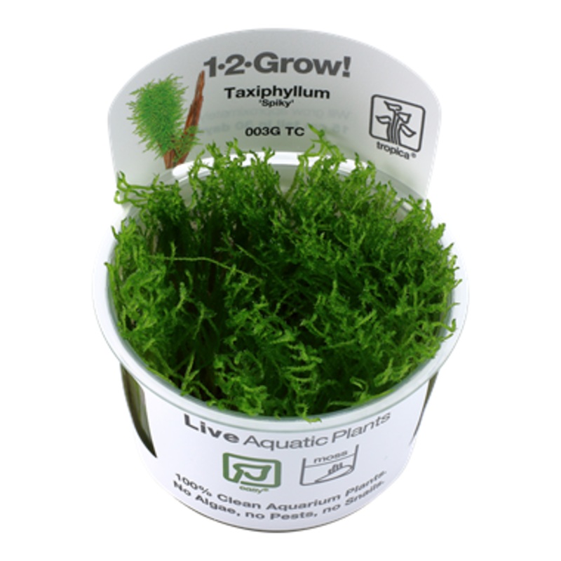 Tropica Taxiphyllum 'Spiky' 003G TC