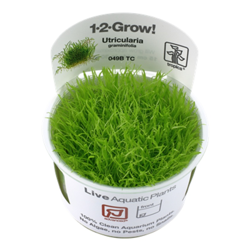 Tropica  Utricularia graminifolia 049B TC