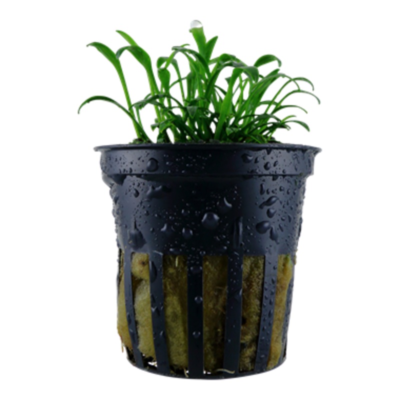 Tropica Cryptocoryne parva 106