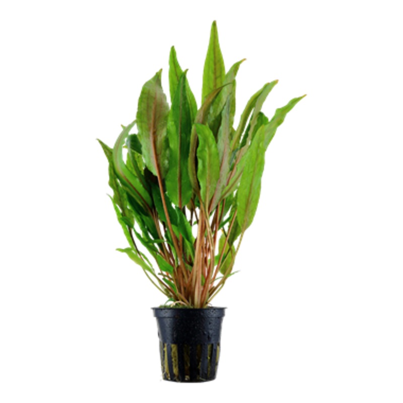 Tropica Cryptocoryne undulata 'Broad Leaves' 110 A