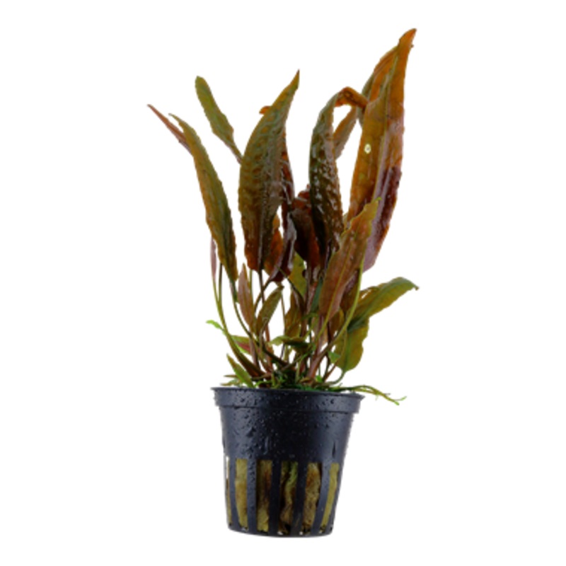 Tropica Cryptocoryne usteriana 120