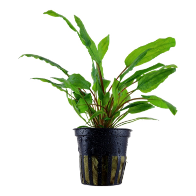 Tropica Cryptocoryne wendtii 'Green' 109