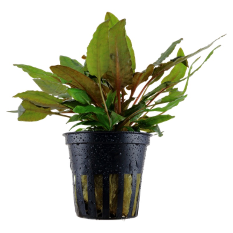 Tropica Cryptocoryne wendtii 'Tropica' 109 E