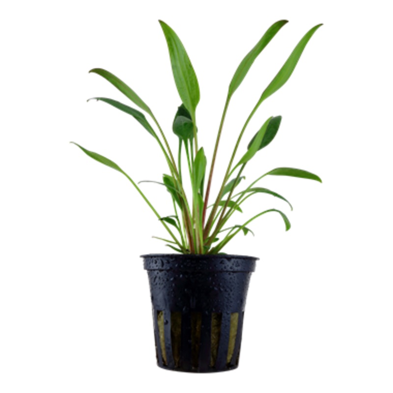 Tropica Cryptocoryne x willisii 107