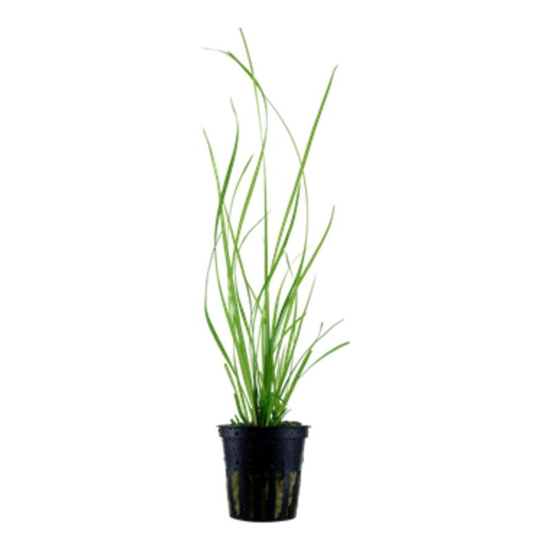 Tropica Cyperus helferi 133 A