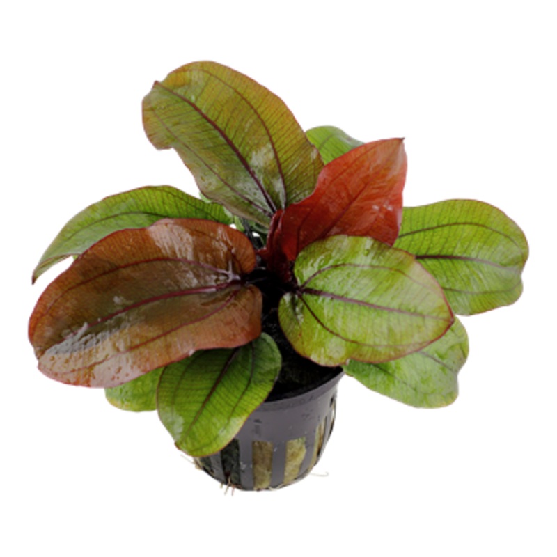 Tropica Echinodorus 'Reni' 072 D