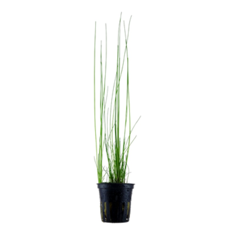 Tropica Eleocharis montevidensis 132 D