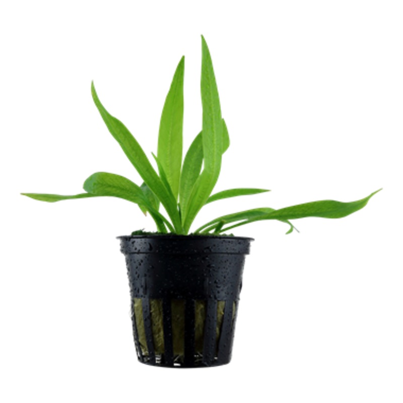 Tropica Helanthium bolivianum 'Quadricostatus' 068