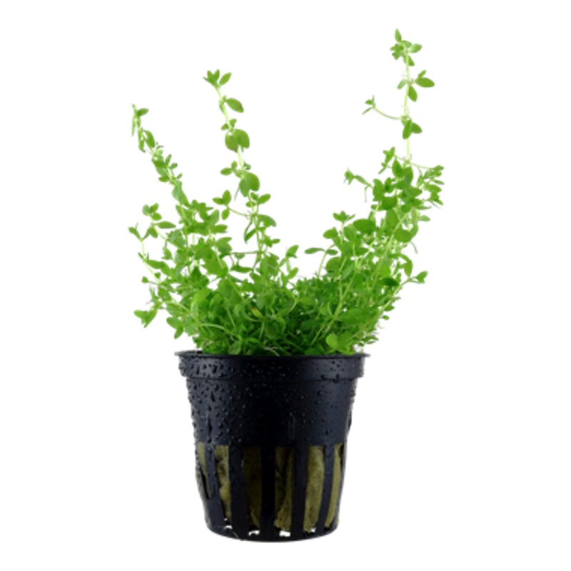 Tropica Hemianthus micranthemoides 048 A