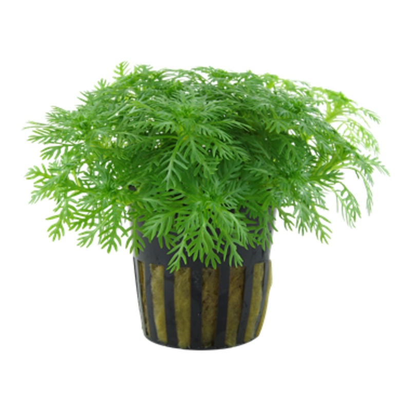 Tropica Hottonia palustris 027