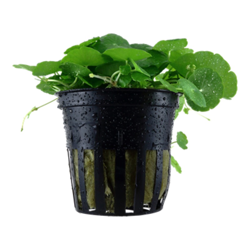 Tropica Hydrocotyle verticillata 039