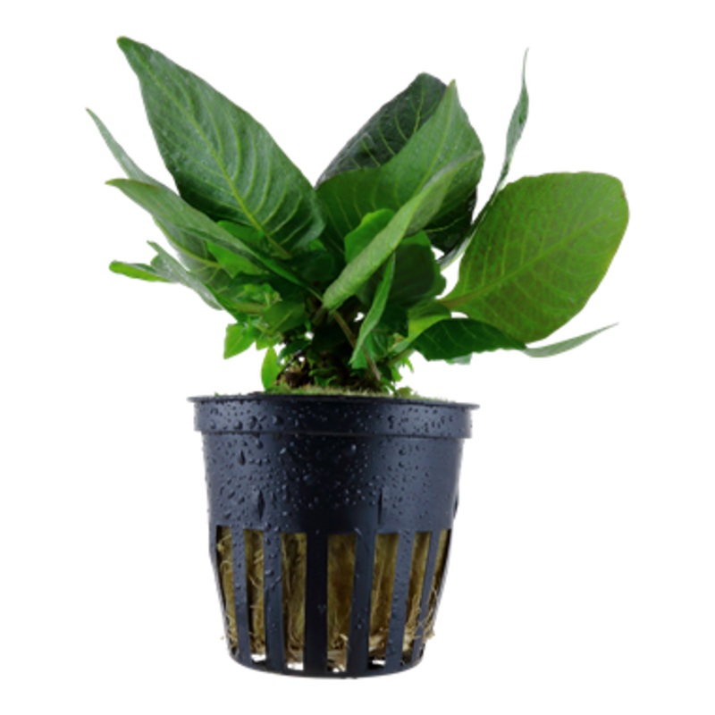 Tropica Hygrophila corymbosa 'Compact' 052 D
