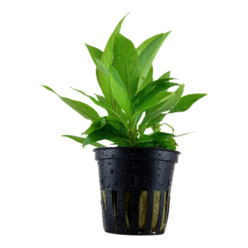Tropica  Hygrophila corymbosa 'Siamensis' 052 A