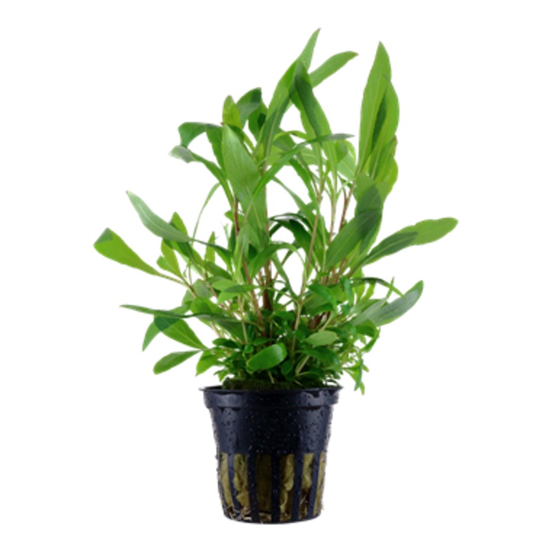 Tropica Hygrophila corymbosa 'Siamensis 053B'
