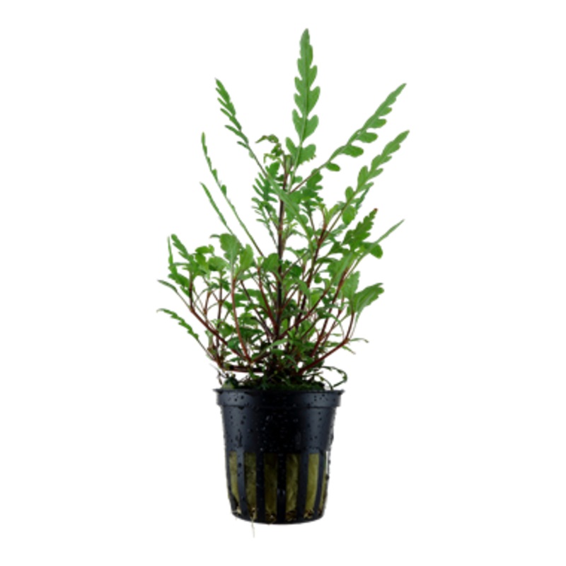 Tropica Hygrophila pinnatifida 051 A