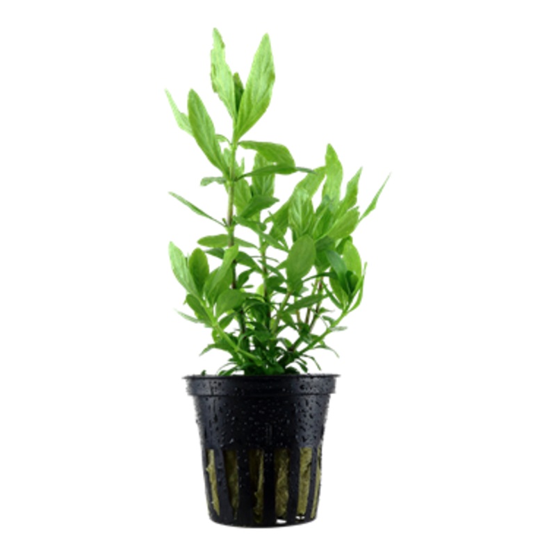 Tropica Hygrophila polysperma 050
