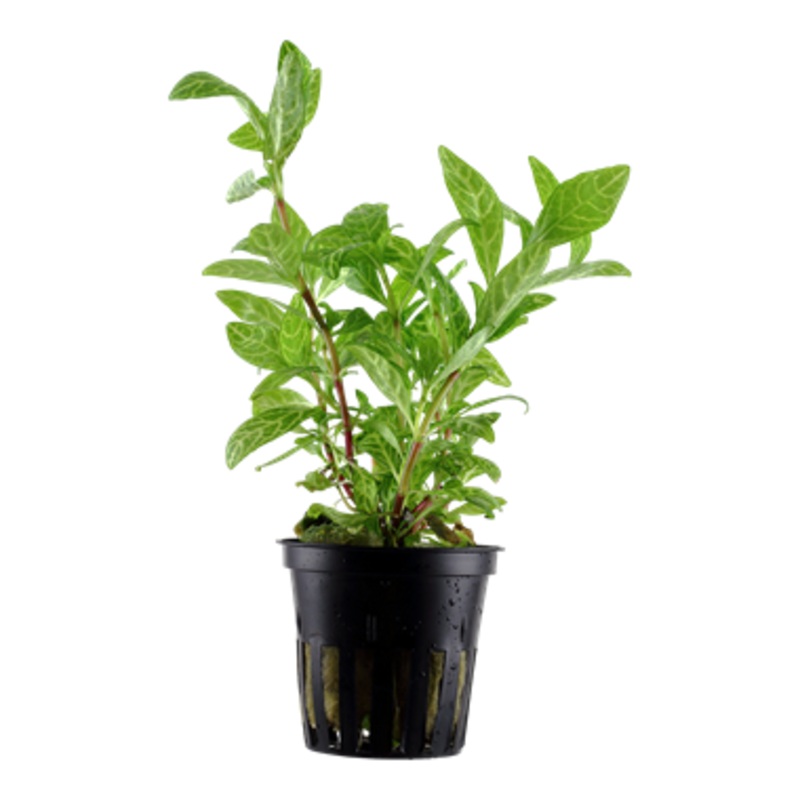 Tropica Hygrophila polysperma 'Rosanervig' 050 B