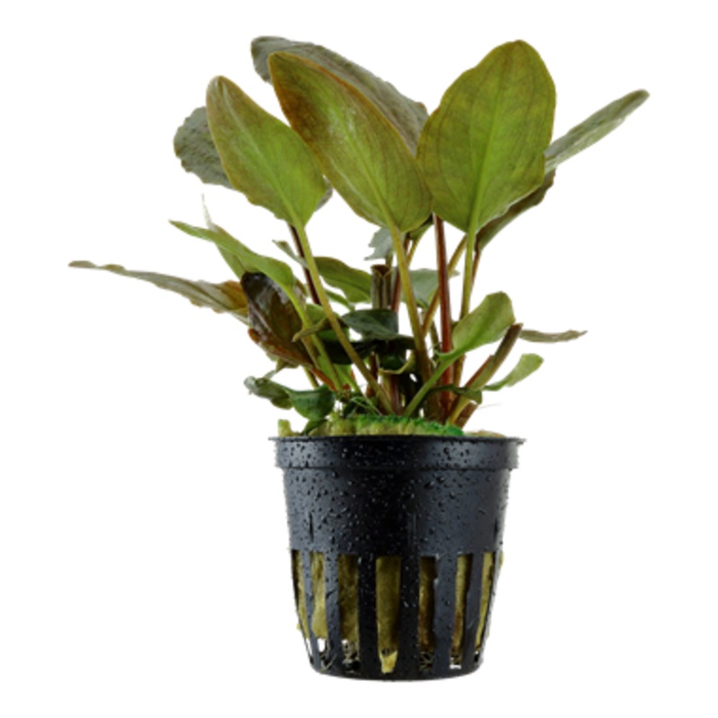 Tropica Lagenandra meeboldii 'Red' 103