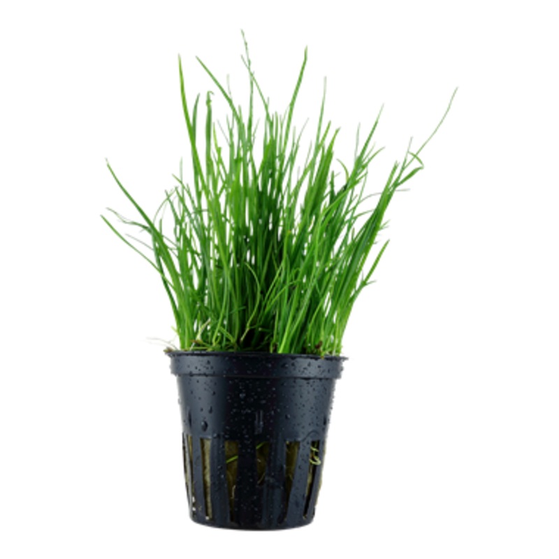 Tropica Lilaeopsis mauritiana 040 B