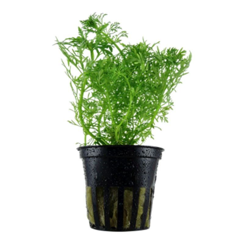 Tropica Limnophila aquatica 046