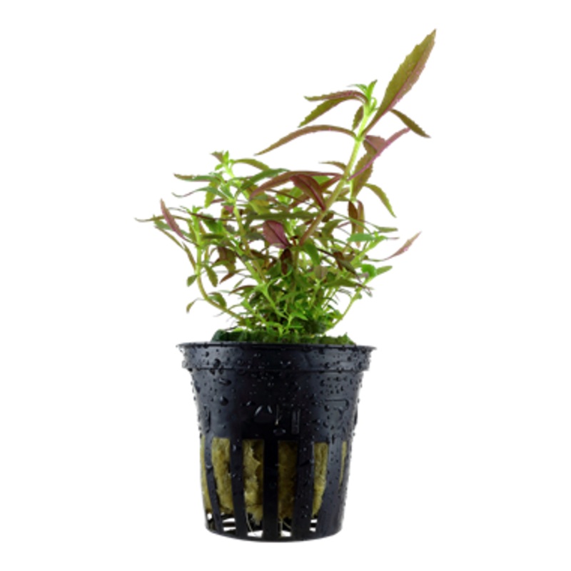 Tropica Limnophila hippuridoides 047 C