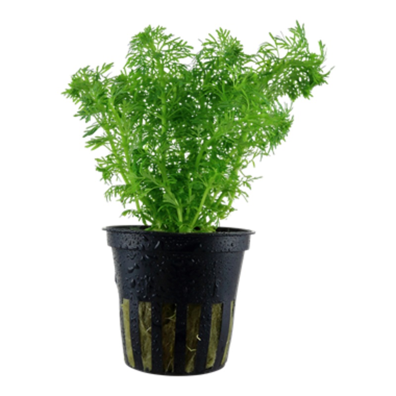 Tropica Limnophila sessiliflora 047