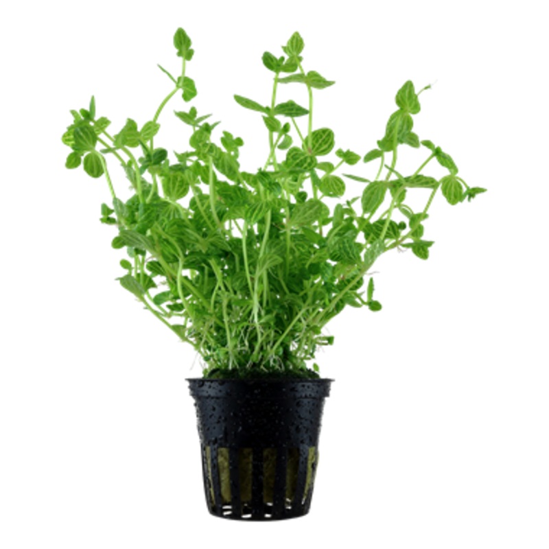 Tropica Lindernia rotundifolia 045