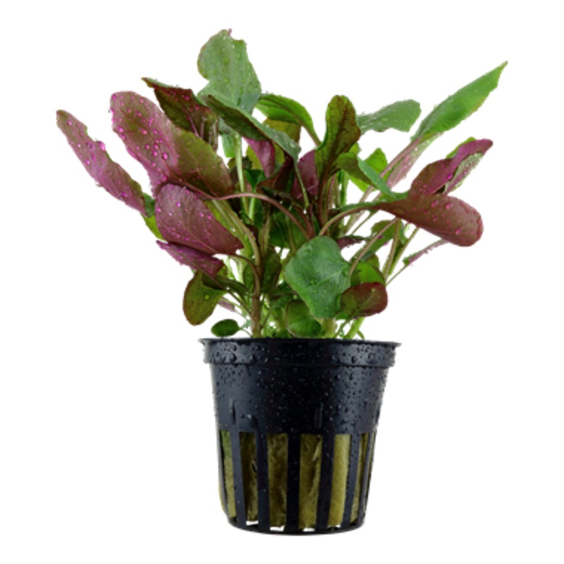 Tropica Lobelia Cardinalis 053C