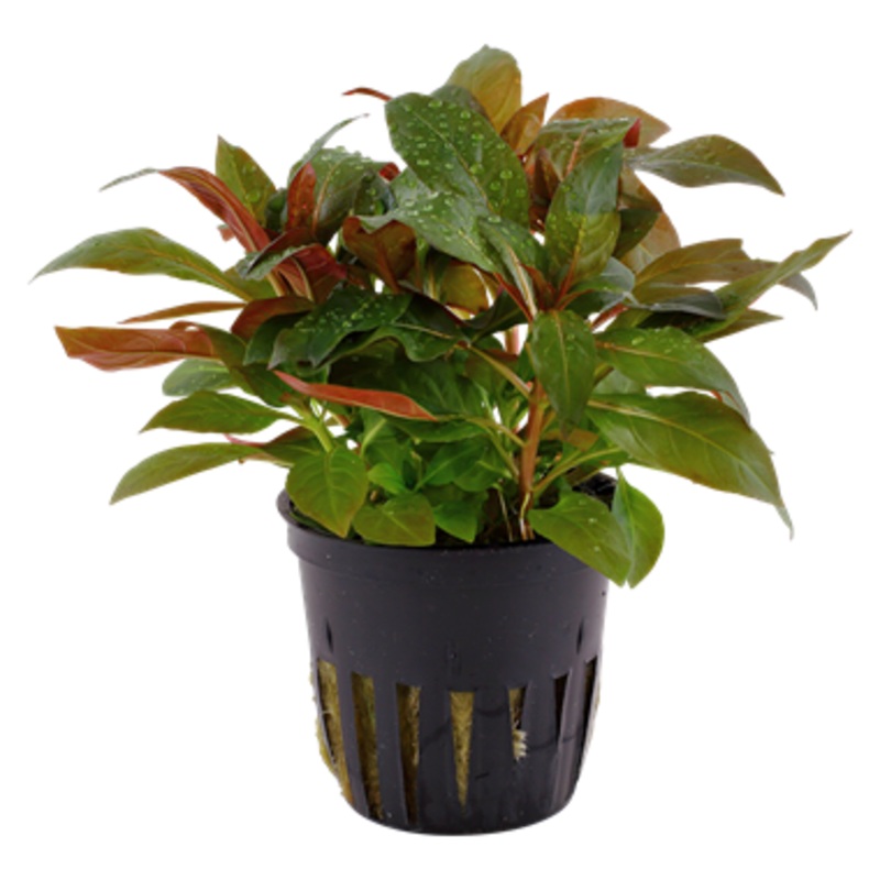 Tropica Ludwigia glandulosa 035A