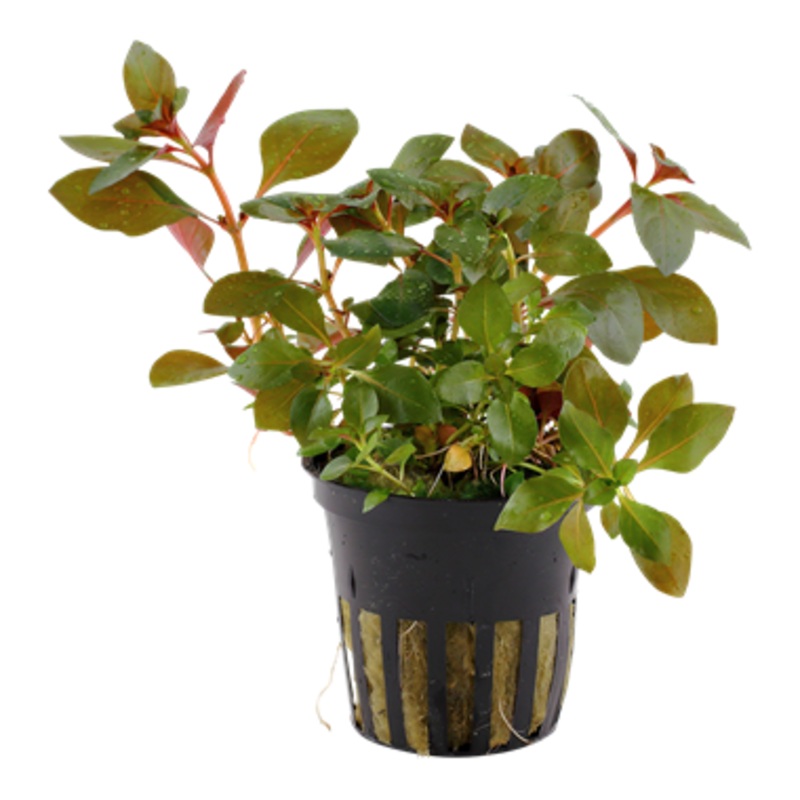 Tropica Ludwigia repens 'Rubin' 033 D