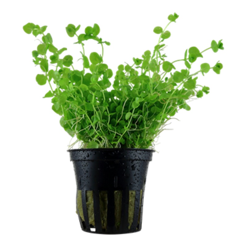 Tropica Micranthemum umbrosum 048