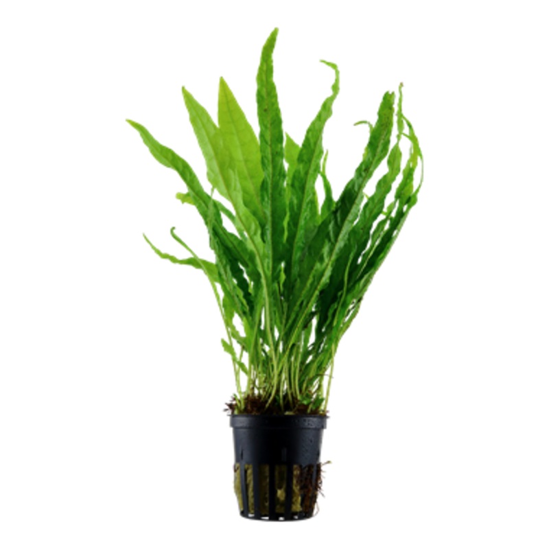 Tropica Microsorum pteropus 008