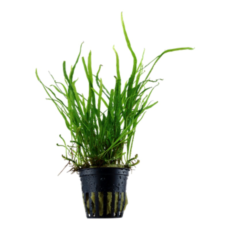 Tropica Microsorum pteropus  008 G
