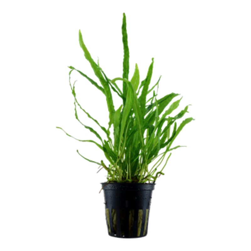 Tropica  Microsorum pteropus 'Narrow' 008 A
