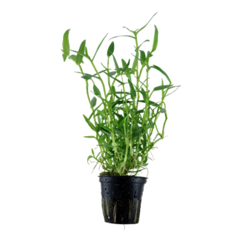 Tropica  Murdannia keisak 135