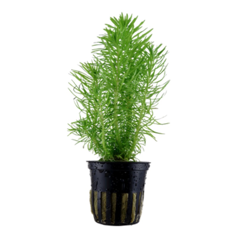 Tropica Pogostemon erectus 053 F