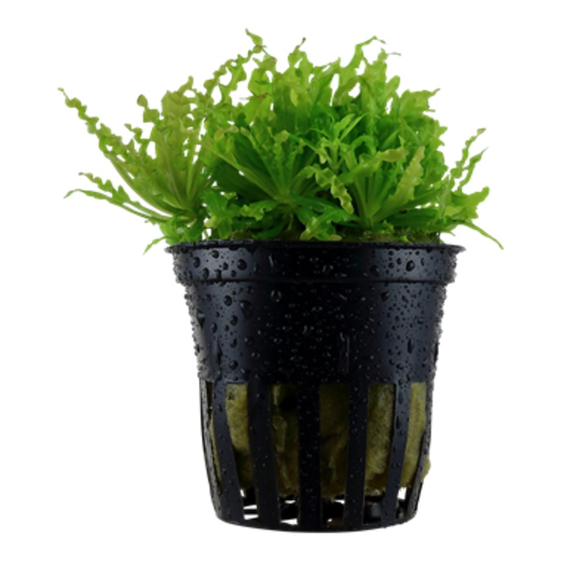 Tropica Pogostemon helferi 053 H