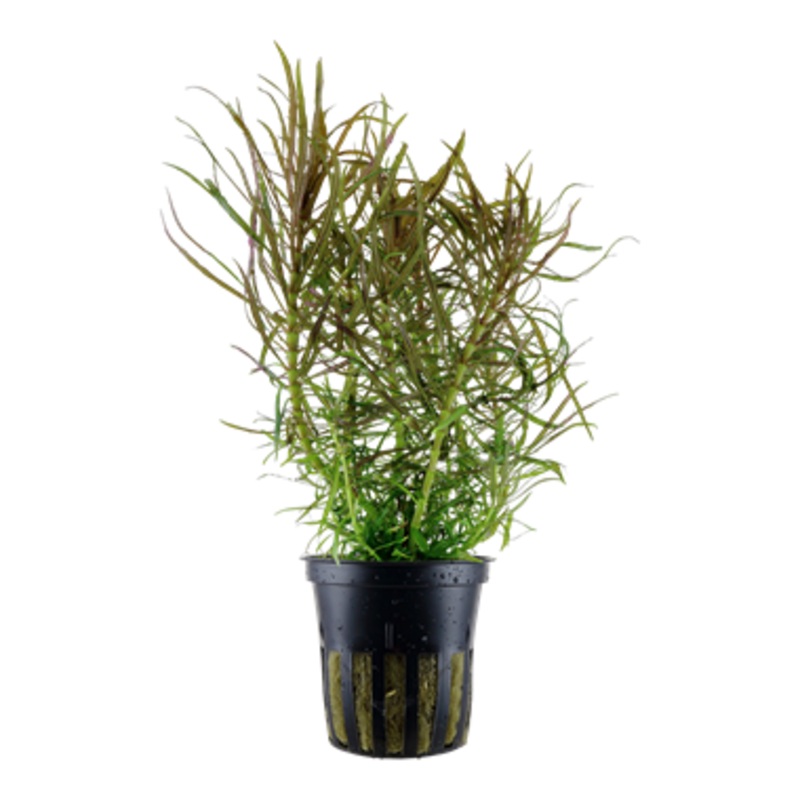 Tropica Pogostemon stellatus 053 G