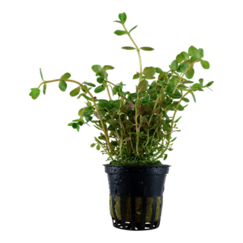 Tropica Rotala rotundifolia 033