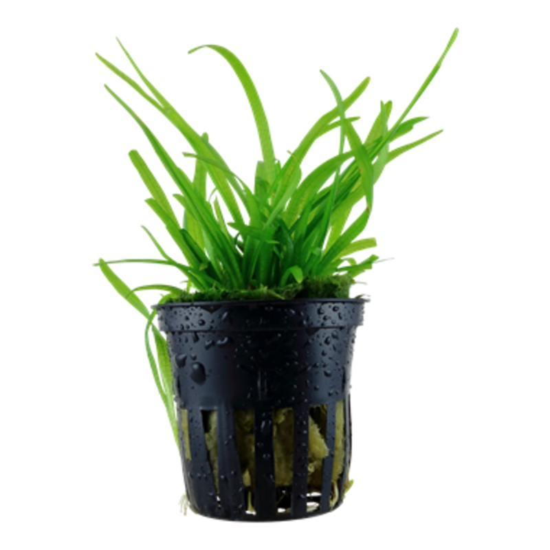 Tropica Sagittaria subulata 079