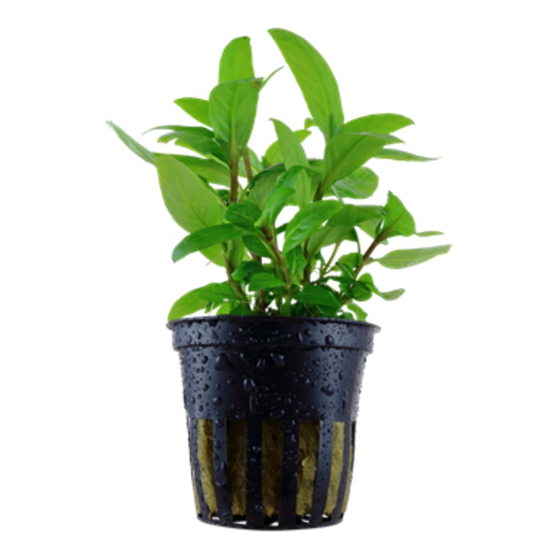 Tropica Staurogyne repens 049 G
