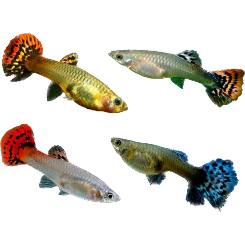 Assorted Fancy Guppy (Pair)