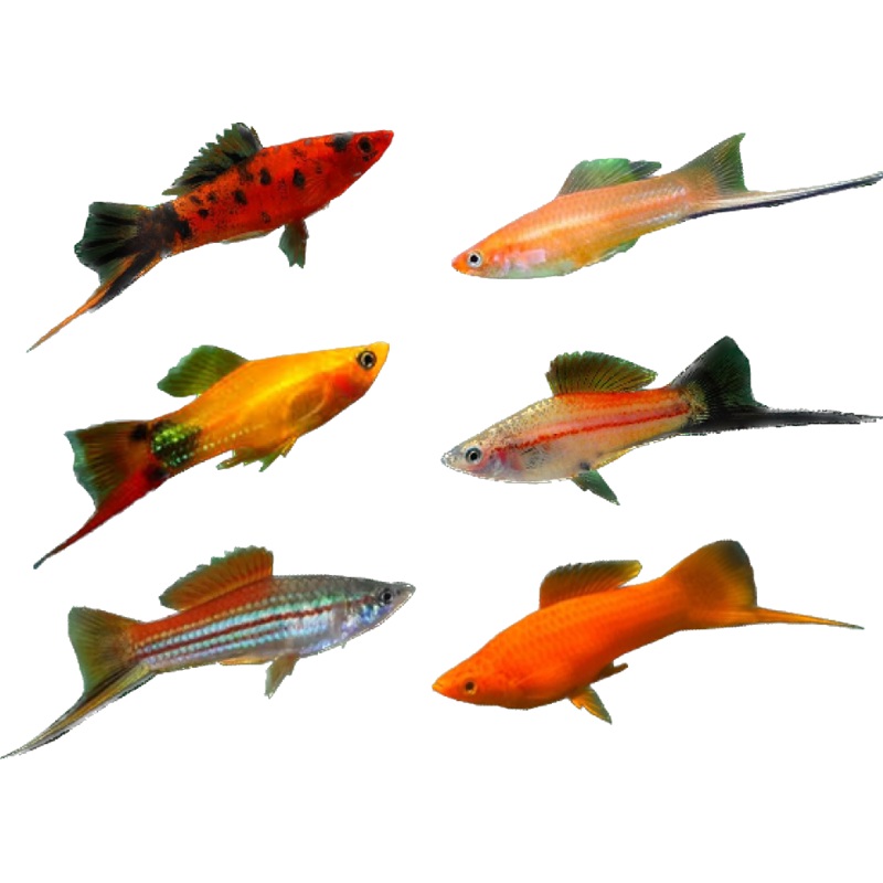 Assorted Swordtails (Each)