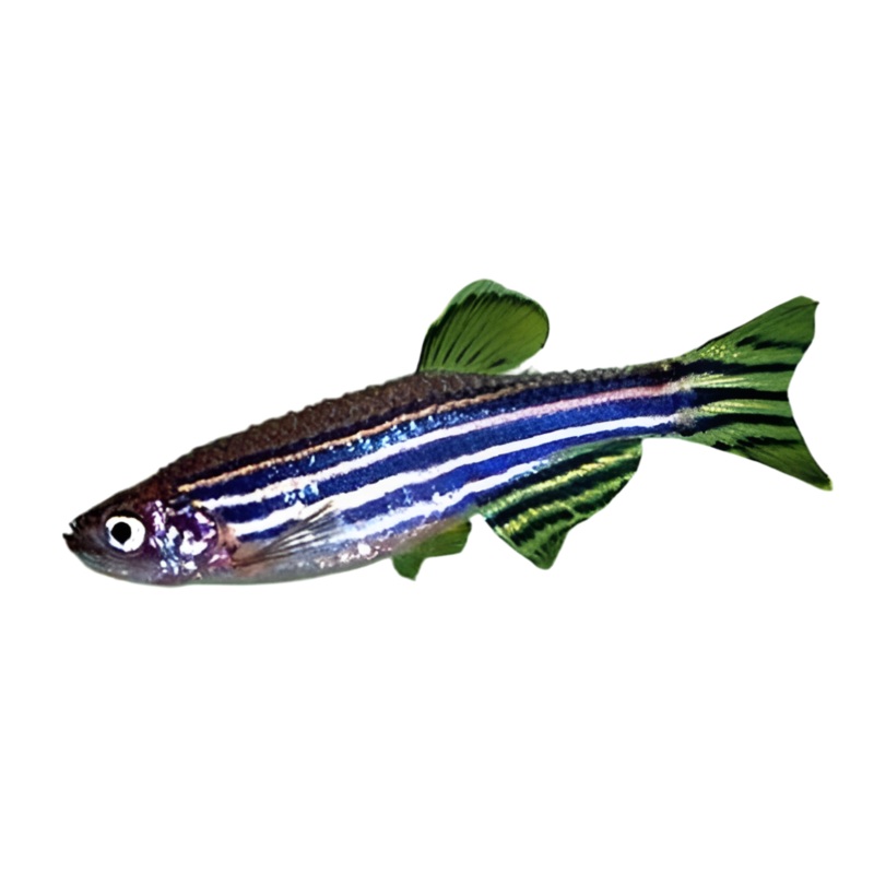 Assorted Zebra Danio